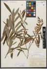 Foto von Salix triandra subsp. amygdalina (L.) Schübl. & G. Martens